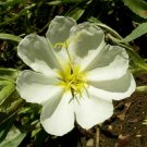 1oz White Evening Primrose Flower Seeds Oenothera pallida Approx 40,000 Seeds 1oz White Evening Primrose Flower Seeds Oenothera pallida Approx 40,000 Seeds