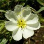 1oz White Evening Primrose Flower Seeds Oenothera pallida Approx 40,000 Seeds