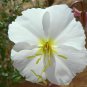 1oz White Evening Primrose Flower Seeds Oenothera pallida Approx 40,000 Seeds