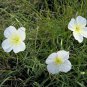 1oz White Evening Primrose Flower Seeds Oenothera pallida Approx 40,000 Seeds