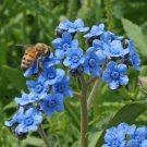 1oz Blue Chinese Forget Me Not hound's tongue Flower Seeds Cynoglossum amabile 1oz Blue Chinese Forget Me Not hound's tongue Flower Seeds Cynoglossum amabile