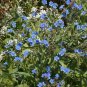 1oz Blue Chinese Forget Me Not hound's tongue Flower Seeds Cynoglossum amabile