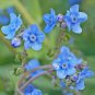 1oz Blue Chinese Forget Me Not hound's tongue Flower Seeds Cynoglossum amabile