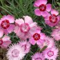 1oz Dianthus Cottage Pinks Mixed Flower Seeds Dianthus plumarius (23,000 Seeds)