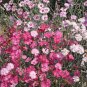 1oz Dianthus Cottage Pinks Mixed Flower Seeds Dianthus plumarius (23,000 Seeds)