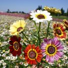 1 oz Painted Daisy Mix Flower Seeds Chrysanthemum carinatum (Approx 12000 Seeds) 1 oz Painted Daisy Mix Flower Seeds Chrysanthemum carinatum (Approx 12000 Seeds)