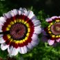 1 oz Painted Daisy Mix Flower Seeds Chrysanthemum carinatum (Approx 12000 Seeds)