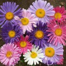 1oz China Aster Single Flower Seeds Sensation Mix Callistephus chinensis 15,000 1oz China Aster Single Flower Seeds Sensation Mix Callistephus chinensis 15,000
