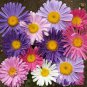 1oz China Aster Single Flower Seeds Sensation Mix Callistephus chinensis 15,000