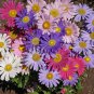 1oz China Aster Single Flower Seeds Sensation Mix Callistephus chinensis 15,000