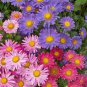 1oz China Aster Single Flower Seeds Sensation Mix Callistephus chinensis 15,000