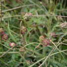 1oz Burnet Herb Flower Seeds Forage Flower Herb Sanguisorba minor 1oz Burnet Herb Flower Seeds Forage Flower Herb Sanguisorba minor