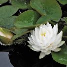 10 WHITE WATER LILY Seeds Pad Nymphaea Ampla Asian Lotus Flower Seed