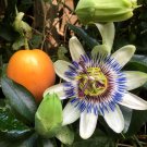 10 Blue Crown PASSION FLOWER FRUIT Seeds Passiflora Caerulea Orange Fruit Seed 10 Blue Crown PASSION FLOWER FRUIT Seeds Passiflora Caerulea Orange Fruit Seed