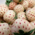 100 WHITE SOUL STRAWBERRY Seeds Fragaria Vesca Fruit Flower Berry Seed 100 WHITE SOUL STRAWBERRY Seeds Fragaria Vesca Fruit Flower Berry Seed