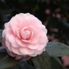 100 MIXED DOUBLE CAMELLIA IMPATIENS Seeds Balsamina Flower Seed