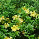 4 Live and Rooted Plants GOLDEN TRUMPET VINE Heirloom - Wild Grown Organic 4 Live and Rooted Plants GOLDEN TRUMPET VINE Heirloom - Wild Grown Organic