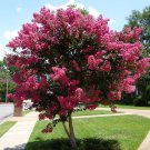 7 Live Clippings - Pink Crape Myrtle (Lagerstroemia indica) Organic