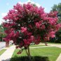 7 Live Clippings - Pink Crape Myrtle (Lagerstroemia indica) Organic