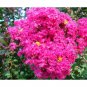 7 Live Clippings - Pink Crape Myrtle (Lagerstroemia indica) Organic
