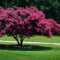 7 Live Clippings - Pink Crape Myrtle (Lagerstroemia indica) Organic