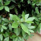 2 Whole Sweet Bay Leaf Tree Graft Cuttings - laurus nobilis - Organic 2 Whole Sweet Bay Leaf Tree Graft Cuttings - laurus nobilis - Organic