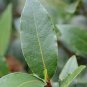 2 Whole Sweet Bay Leaf Tree Graft Cuttings - laurus nobilis - Organic