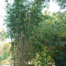 12 Fresh Clippings Thai Clumping Bamboo "Green Stripe" Organic Edible Privacy 12 Fresh Clippings Thai Clumping Bamboo "Green Stripe" Organic Edible Privacy