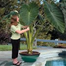 12 Live Root Bulbs Giant Elephant Ear Bulbs Colocasia - Organic Self Reproducing