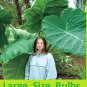12 Live Root Bulbs Giant Elephant Ear Bulbs Colocasia - Organic Self Reproducing