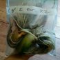 12 Live Root Bulbs Giant Elephant Ear Bulbs Colocasia - Organic Self Reproducing