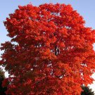 100 Fresh Clippings Red Maple Tree Acer Rubrum Wild Grown Organic Attracts Birds