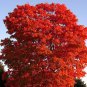 100 Fresh Clippings Red Maple Tree Acer Rubrum Wild Grown Organic Attracts Birds