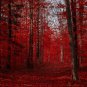 100 Fresh Clippings Red Maple Tree Acer Rubrum Wild Grown Organic Attracts Birds