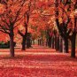 100 Fresh Clippings Red Maple Tree Acer Rubrum Wild Grown Organic Attracts Birds