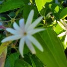 ANGEL WING JASMINE STARTER LIVE PLANT 5" JASMINE NITIDUM STAR JASMINE ANGEL WING JASMINE STARTER LIVE PLANT 5" JASMINE NITIDUM STAR JASMINE
