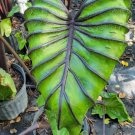 RARE COLOCASIA PHARAOH’S MASK LIVE PLANT IN 4" POT RARE COLOCASIA PHARAOH’S MASK LIVE PLANT IN 4" POT