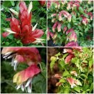 JUSTICIA BRANDEGEANA RED MAROON SHRIMP PLANTS LIVE PLANTS 5" TALL JUSTICIA BRANDEGEANA RED MAROON SHRIMP PLANTS LIVE PLANTS 5" TALL