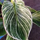 Philodendron Birkin Live Plant In 4" Pot White Wave Mermaid's Tail