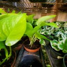 NEON GREEN POTHOS LIVE HOUSE PLANT 4" Pot Tropical Indoors & Outdoors plant