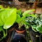 NEON GREEN POTHOS LIVE HOUSE PLANT 4" Pot Tropical Indoors & Outdoors plant
