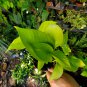 NEON GREEN POTHOS LIVE HOUSE PLANT 4" Pot Tropical Indoors & Outdoors plant