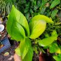 NEON GREEN POTHOS LIVE HOUSE PLANT 4" Pot Tropical Indoors & Outdoors plant
