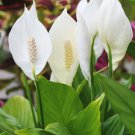 Spathiphyllum Live Plant Peace Lily 10" live plant with white flowers Spathiphyllum Live Plant Peace Lily 10" live plant with white flowers