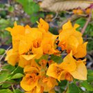 GOLD YELLOW BOUGAINVILLEA LIVE PLANT PAPER FLOWER 7" TALL IN 4" POT GOLD YELLOW BOUGAINVILLEA LIVE PLANT PAPER FLOWER 7" TALL IN 4" POT