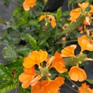 Orange Crossandra Live Plants 3" tall Orange Crossandra Live Plants 3" tall