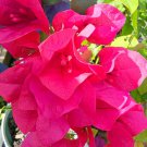 FUCHSIA HOT PINK BOUGAINVILLEA LIVE PLANT PAPER FLOWER 10" TALL IN 4"POT FUCHSIA HOT PINK BOUGAINVILLEA LIVE PLANT PAPER FLOWER 10" TALL IN 4"POT
