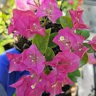 BABY PINK IMPERIAL THAI DELIGHT BOUGAINVILLEA LIVE PLANT 5" TALL IN 4"POT BABY PINK IMPERIAL THAI DELIGHT BOUGAINVILLEA LIVE PLANT 5" TALL IN 4"POT