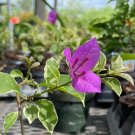 VARIEGATED PURPLE BOUGAINVILLEA LIVE PLANT PAPER FLOWER 7" TALL IN 4" POT VARIEGATED PURPLE BOUGAINVILLEA LIVE PLANT PAPER FLOWER 7" TALL IN 4" POT