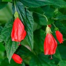RED TURK'S CAP SLEEPING HIBISCUS MALVAVISCUS STARTER LIVE PLANT 5" TALL RED TURK'S CAP SLEEPING HIBISCUS MALVAVISCUS STARTER LIVE PLANT 5" TALL